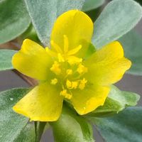 スベリヒユ,山野草,植木鉢,ベランダの画像
