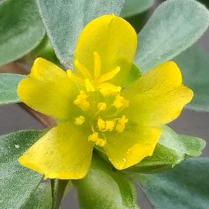 スベリヒユ,山野草,植木鉢,ベランダの画像