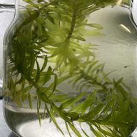 アナカリス,多肉植物,観葉植物,金魚,植物のある暮らしの画像