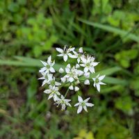 にらの花,家庭菜園,畑の画像