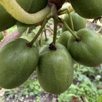 サルナシ,ベビーキウイ,コクワの画像