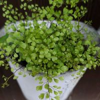 アジアンタム,green,植物が好き,庭の画像