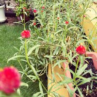 千日紅（せんにちこう）,ドライフラワー,今日のお花,家の庭の画像