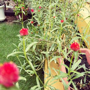 千日紅（せんにちこう）,ドライフラワー,今日のお花,家の庭の画像