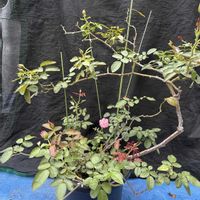 鉢植え,ピンクの花,バラ・ミニバラ,剪定,ばら バラ 薔薇の画像