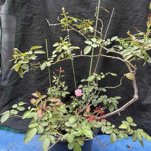 鉢植え,ピンクの花,バラ・ミニバラ,剪定,ばら バラ 薔薇の画像