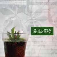 ウツボカズラ,ヘリアンフォラ,ネペンテス・ミランダ,サラセニア アラタ,ヘリアンフォラ・ヘテロドクサ×ミノールの画像