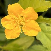 ヤマブキ,ヤマブキ,ヤエヤマブキ,ヤエヤマブキ,近隣芸術家さんのお庭の画像