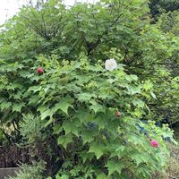 ニンジン,酔芙蓉,野沢菜,お山のパトロール,家庭菜園の画像