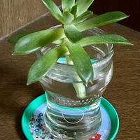 エケベリア,エケベリアクリスマス,水栽培の画像