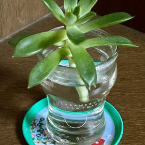 エケベリア,エケベリアクリスマス,水栽培の画像