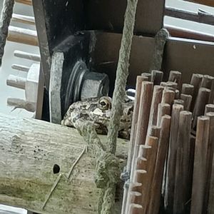 流木,カエル,アマガエル,カエル倶楽部♡の画像