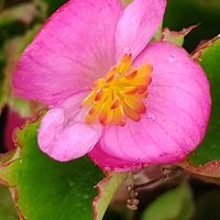 ベゴニア,ピンク,ピンクの花,大好きな花,シルエット❤︎の画像
