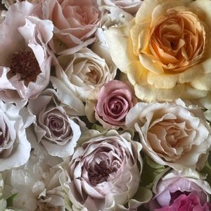 バラ,風知草,ミニひまわり,ミニひまわり,マムの画像