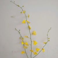 オンシジューム,オンシジューム ハニーエンジェル,一人一花,一人一花運動@福岡市,ハナノヒの画像