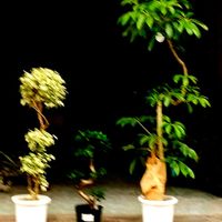 ガジュマル,ベンジャミン,ツピダンサス,花屋さんのアプローチに,道門アーケード街にての画像