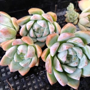 ラウリンゼ綴化,氷山,王蟲,フロリディティール,多肉植物の画像