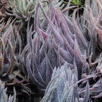 エアプランツ,観葉植物,ブロメリア,着生植物,植物のある暮らしの画像