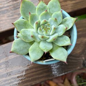 桃太郎,多肉植物,エケベリア属,成長,記録の画像