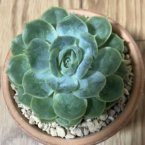 エケベリア,オウンスロー,ブルーム,多肉植物の画像