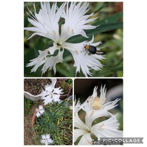河原ナデシコ,ハゼラン（サンジソウ),斑入りアベリア,自宅庭にて,花のある暮らしの画像