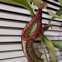 ネペンテス,ウツボカズラ,ネペンテス・ミランダ,多肉植物,観葉植物の画像