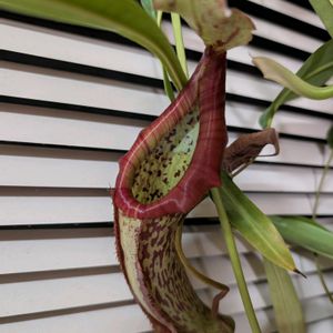 ネペンテス,ウツボカズラ,ネペンテス・ミランダ,多肉植物,観葉植物の画像