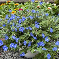 アメリカンブルー,西洋アサガオ,グリーンカーテン,花のある暮らし,素敵色の画像