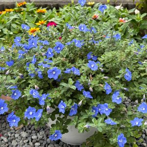 アメリカンブルー,西洋アサガオ,グリーンカーテン,花のある暮らし,素敵色の画像