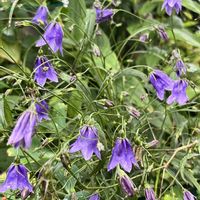 イワシャジン,ベニバナトキワマンサク,赤い花,鉢植え,ネコ好きの画像