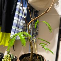 エバー・フレッシュ,エバー・フレッシュ,観葉植物,初心者,復活の画像