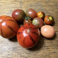 トマト,ブルートマト,畑の画像