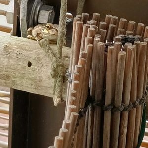 流木,カエル,アマガエル,カエル倶楽部♡の画像