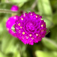 センニチコウ,花言葉,おひさまの画像
