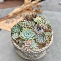 ヒョウタン,多肉植物寄せ植え,GSミニモニ。,いつも心に太陽を,多肉スタイリング協会の画像