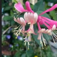 ハニーサックル,ロニセラ ゴールデン ハニーサックル,安曇野,ロニセラ ハニーサックル,ピンクの花✨の画像