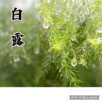 アスパラガス,祈り,お家園芸,*ファーム,乙女色クラブの画像