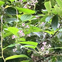 グリーンネックレス,グリーンネックレス,チェリーセージ,チェリーセージ,ミントの画像