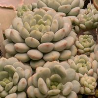 多肉植物,葉挿し,実生苗,葉挿しっ子,実生っ子の画像