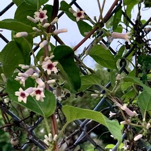 ヘクソカズラ,リース,花のある暮らし,今日のお花,おうち園芸の画像