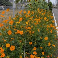 ヒマワリ,ヒマワリ,キバナコスモス,黄花コスモス,黄花コスモスの画像