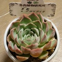 星影×プロリフィカ,多肉植物,エケベリア属,多肉大好き,多肉中毒の画像