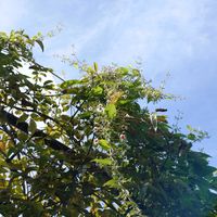 ヒメリンゴ,ヘクソカズラ,クラブアップル(ヒメリンゴ),真っ赤な実,今日のお花の画像