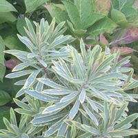 フジバカマ,ユーフォルビア・ゴールデンレインボー,斑入り花菖蒲,斑入り沈丁花,ユーフォルビアブラックバードの画像