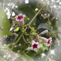 イチジク,ヘクソカヅラ,お花大好き♡,復興祈願,今日のお花の画像