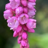 オオケタデ,散歩,ピンクの花の画像