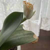 マユハケオモト,マユハケオモト(眉刷毛万年青),可愛い〜♡,花のある暮らし,我が家の植物紹介の画像