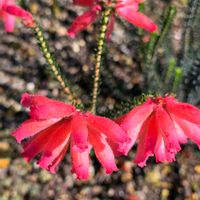 エリカ,エリカファイアーヒース,エリカファイアーヒース,季節の花,季節の風物詩の画像