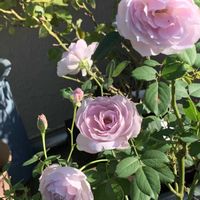 ホウセンカ,バラ大好き,バラのある暮らし,花友さんに感謝♡,小さな庭の画像