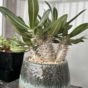 パキポディウムデンシフローラム,植木鉢,信楽焼,陶器鉢,焼き物の画像